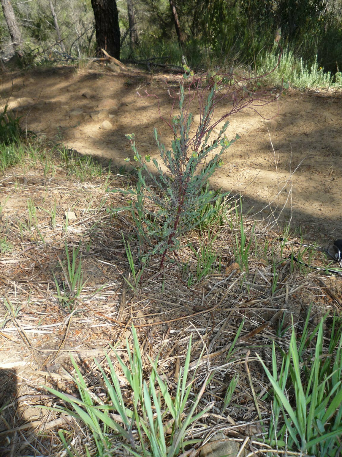 High Resolution Euphorbia lurida Plant